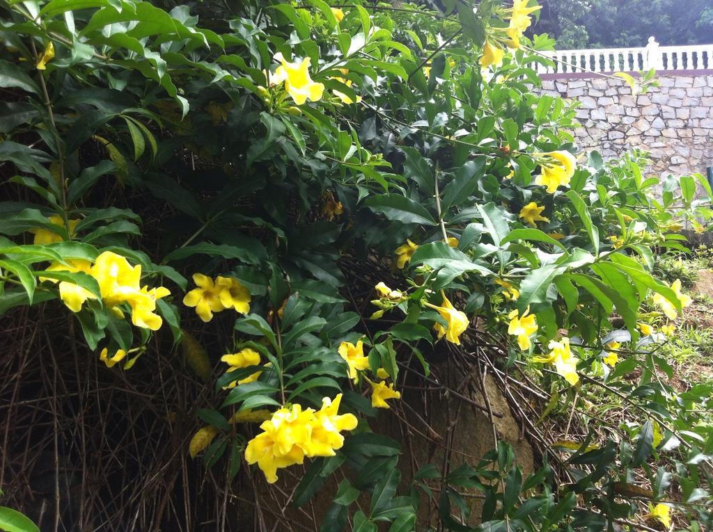 Seychelles Yellow Petals Anse Boileau Zewnętrze zdjęcie