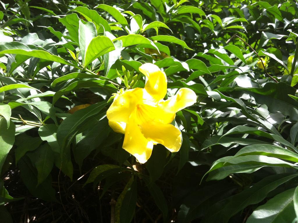Seychelles Yellow Petals Anse Boileau Zewnętrze zdjęcie